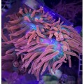 Entacmaea Quadricolor (Анемон, Актиния пузырчатая)