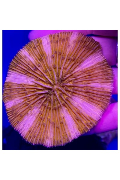 Cycloseris (фунгия) Fungia fluo