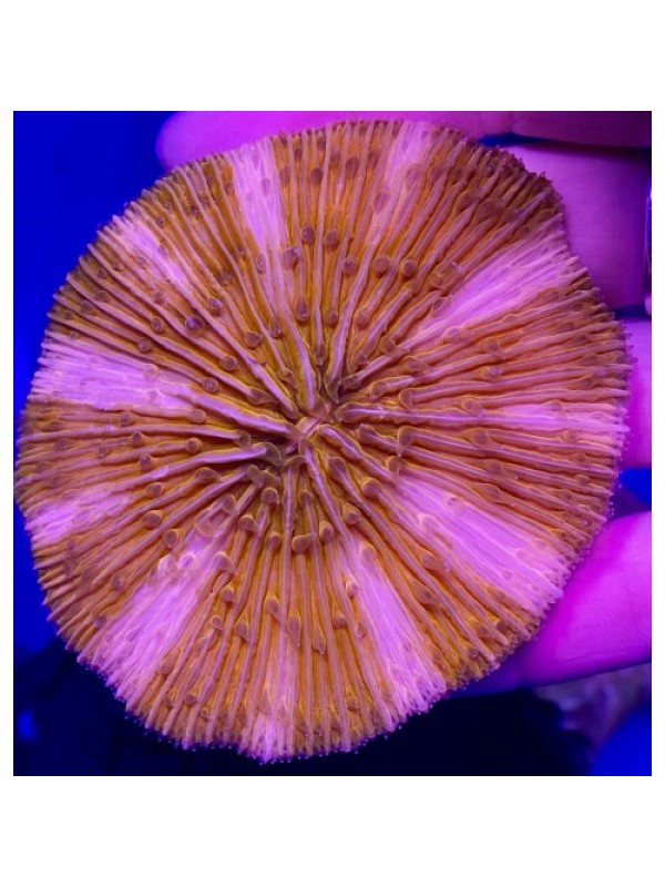Cycloseris Fungia fluo (фунгія)