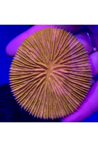 Cycloseris orange fluo фунгия fungia