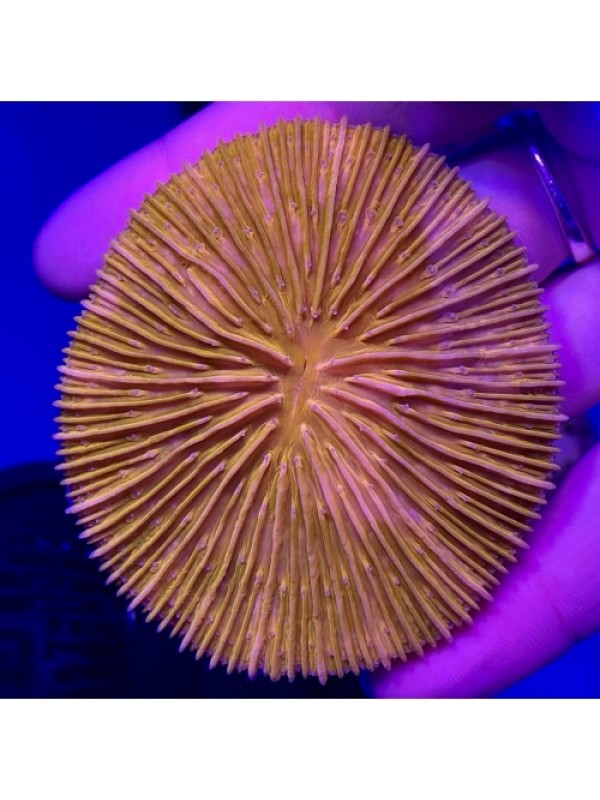 Cycloseris orange fluo фунгия fungia