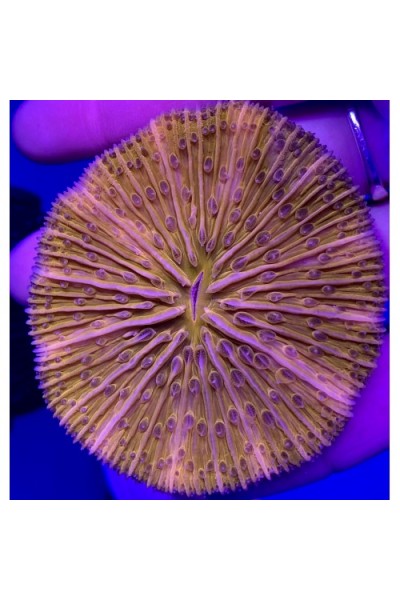 Cycloseris orange fluo фунгия fungia