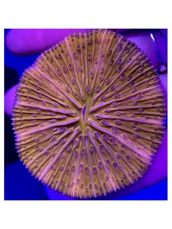 Cycloseris orange fluo spp (фунгія)