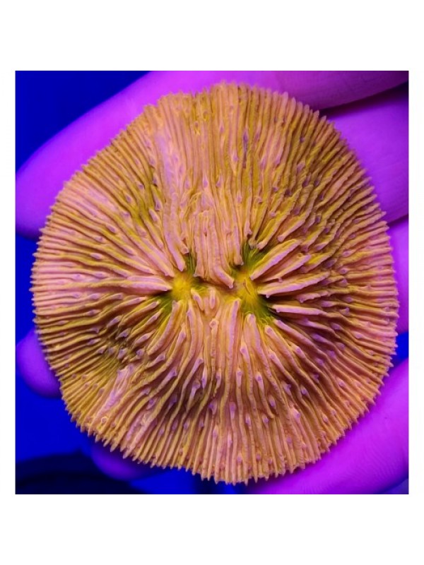 Cycloseris orange fluo (фунгія)