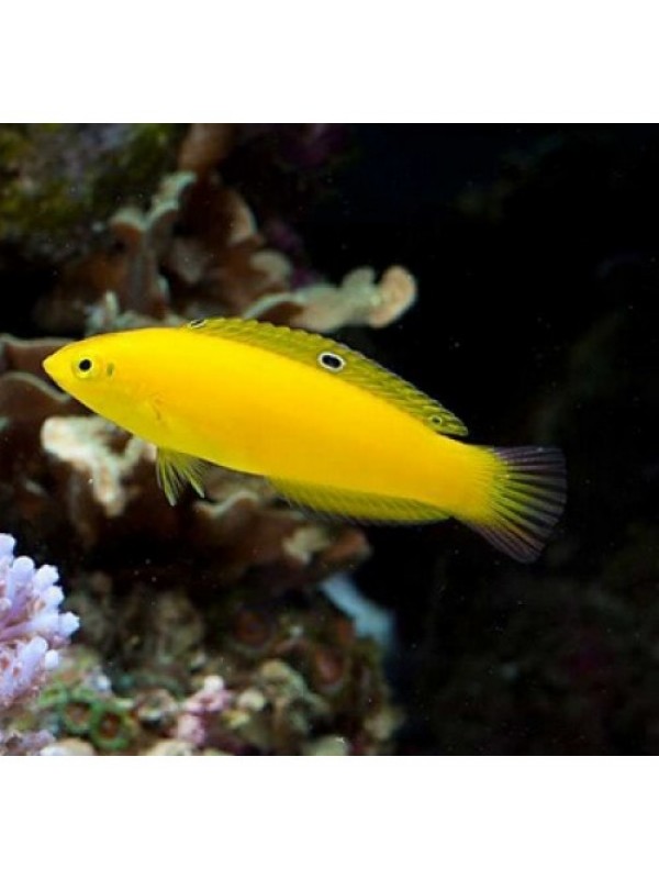 Halichoeres chrysus (жовтий Тамарін)