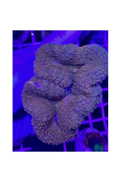 Lobophyllia (Лобофилия австралийская)