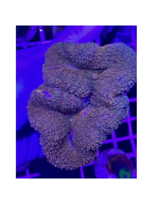 Lobophyllia (Лобофілія австралійська)