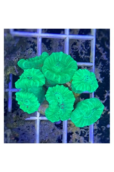 Caulastrea spp. (Кауластрея)
