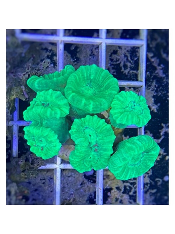 Caulastrea spp. (Кауластрея)