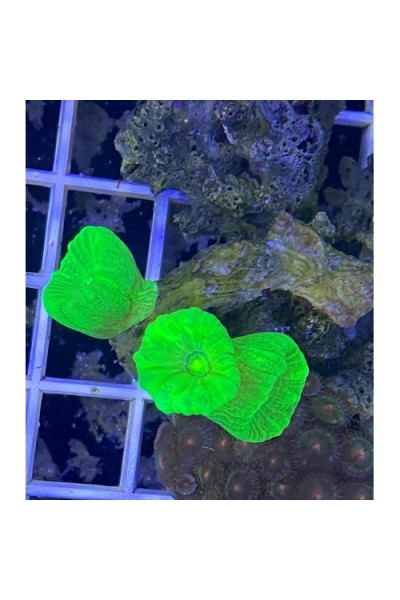 Caulastrea spp. (Кауластрея)