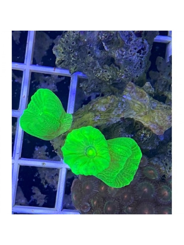 Caulastrea spp. (Кауластрея)