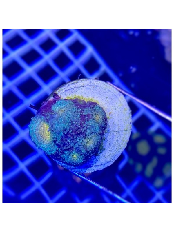 Acanthastrea echinata - Акантастрея эхината на плашке (5 голов)