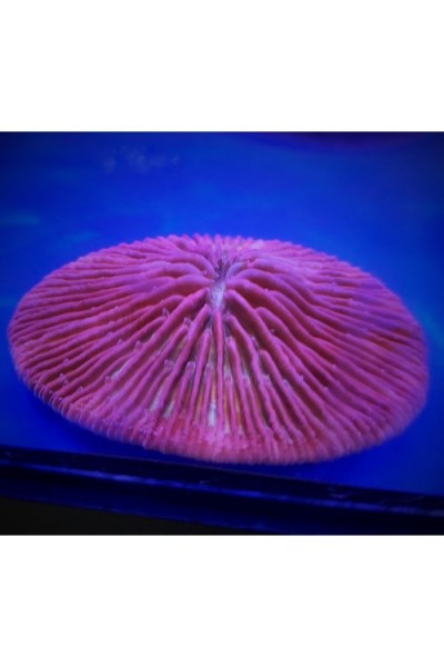 Cycloseris (фунгія) червона