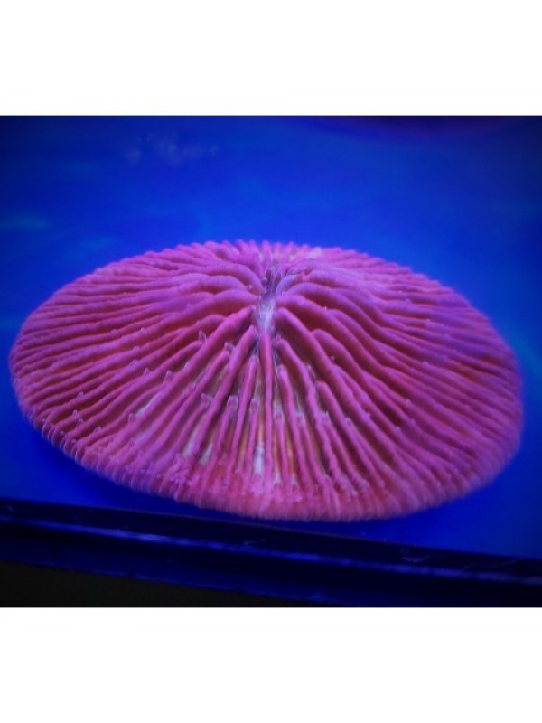 Cycloseris (фунгия) красная