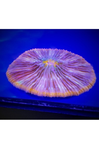 Cycloseris multicolor