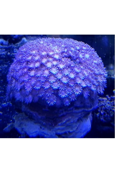 Goniopora spp (Гониопора) фиолетовая