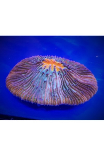 Cycloseris (фунгія) мультиколор