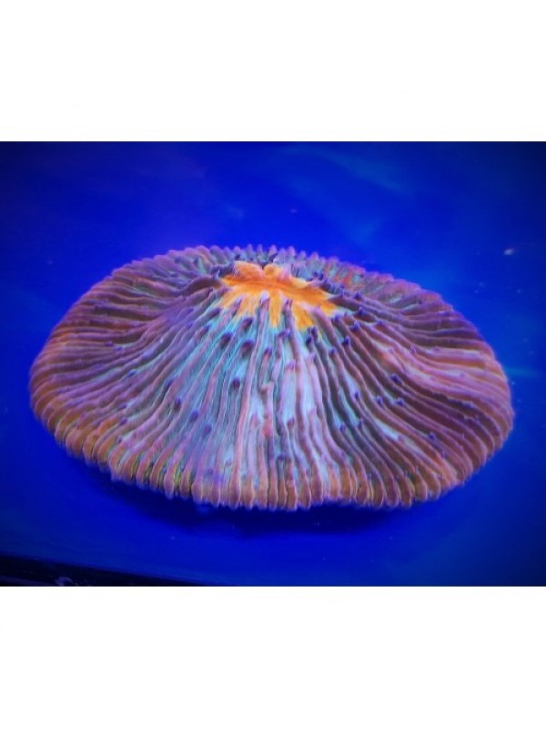 Cycloseris (фунгия) мультиколор