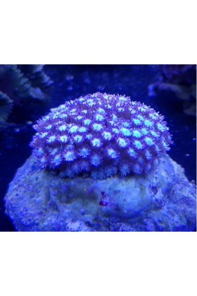 Goniopora sp. (Гониопора)
