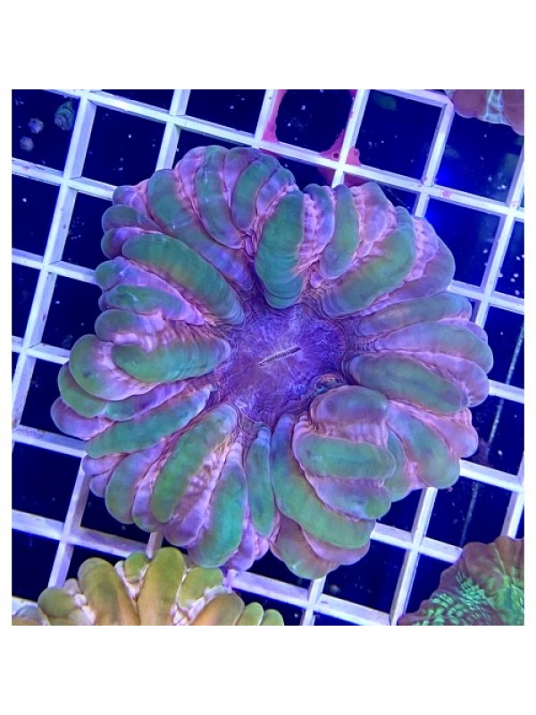 цинарина Cynarina sp.