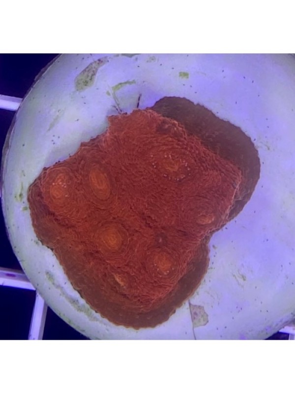 Echinophyllia sp. Chalice (Чалис)