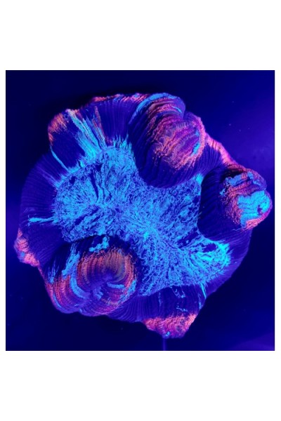 Wellsophyllia sp Велсофилия