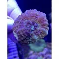 Acanthastrea lordhowensis Акантастрея Лорди на плашке