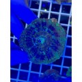 Acanthastrea lordhowensis Акантастрея Лорди на плашке