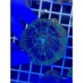 Acanthastrea lordhowensis Акантастрея Лорди на плашке