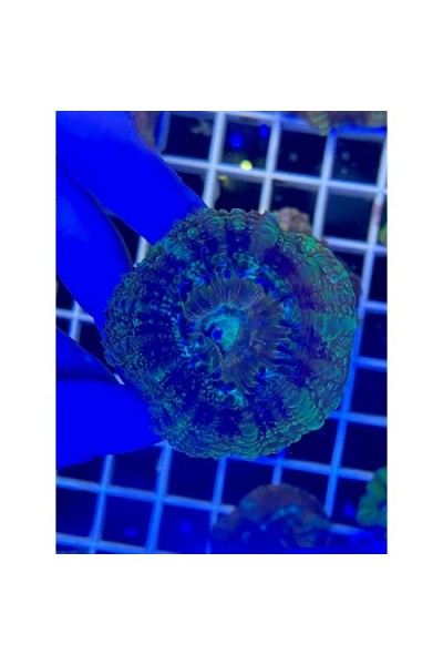 Acanthastrea lordhowensis Акантастрея Лорді на плашці