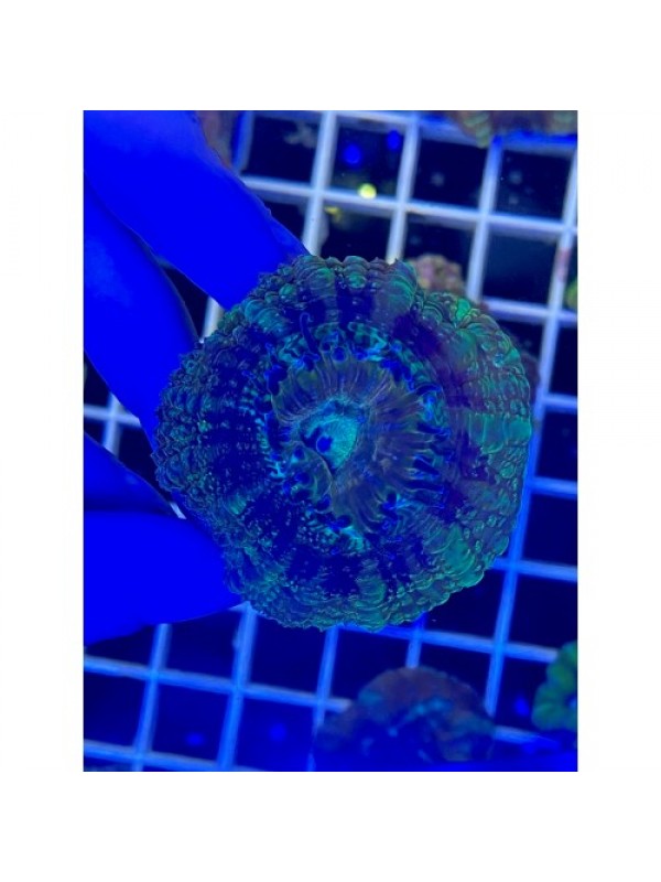 Acanthastrea lordhowensis Акантастрея Лорди на плашке