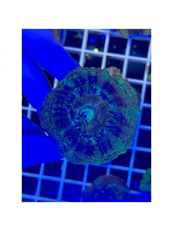 Acanthastrea lordhowensis Акантастрея Лорди на плашке