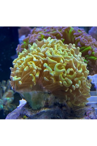 Euphyllia ancora -Эуфиллия Анкора желтая