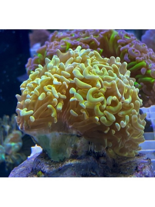 Euphyllia ancora -Эуфиллия Анкора желтая