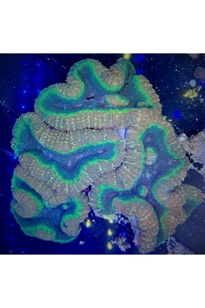 Lobophyllia (Лобофілія)