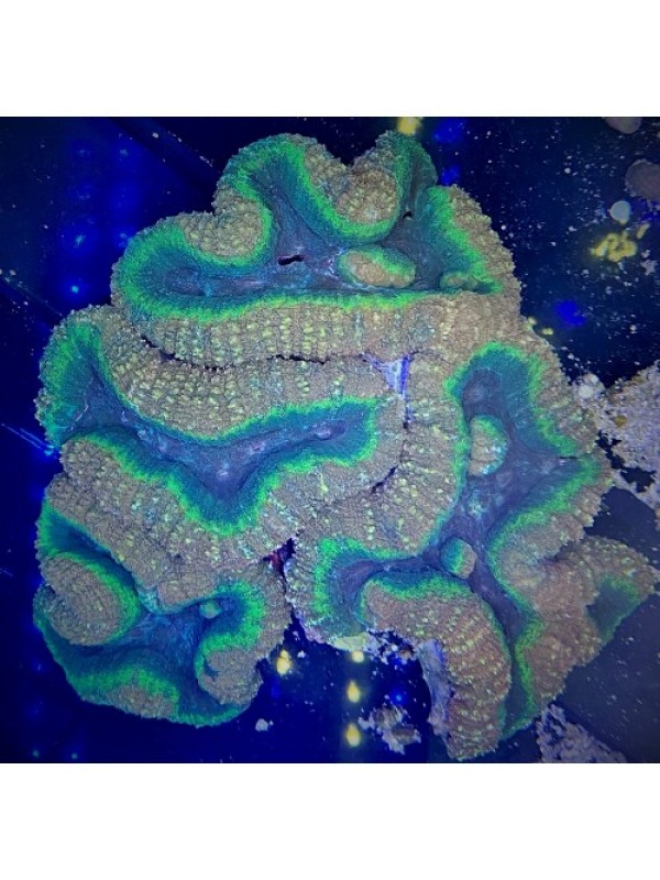 Lobophyllia (Лобофилия)