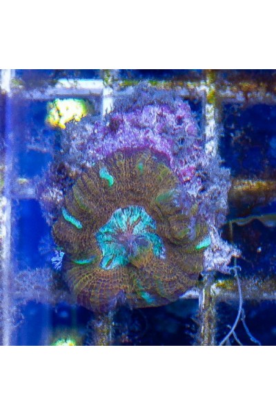 Acanthastrea maxima (Акантастрея максима)