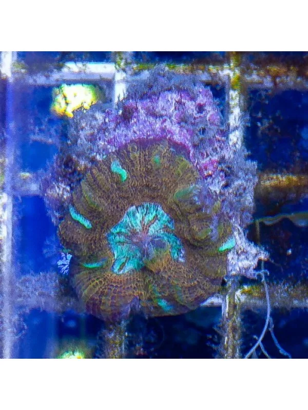 Acanthastrea maxima (Акантастрея максима)