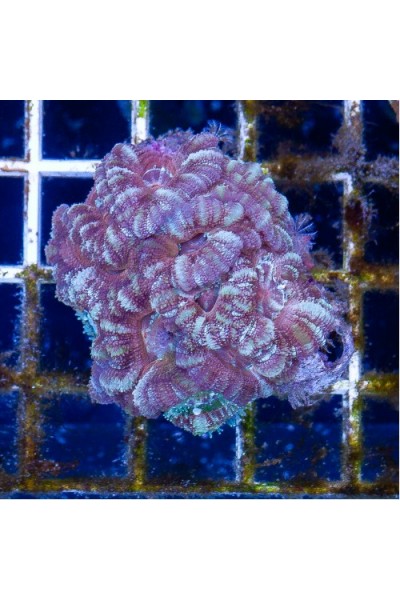 Acanthastrea lordhowensis Акантастрея Лорди