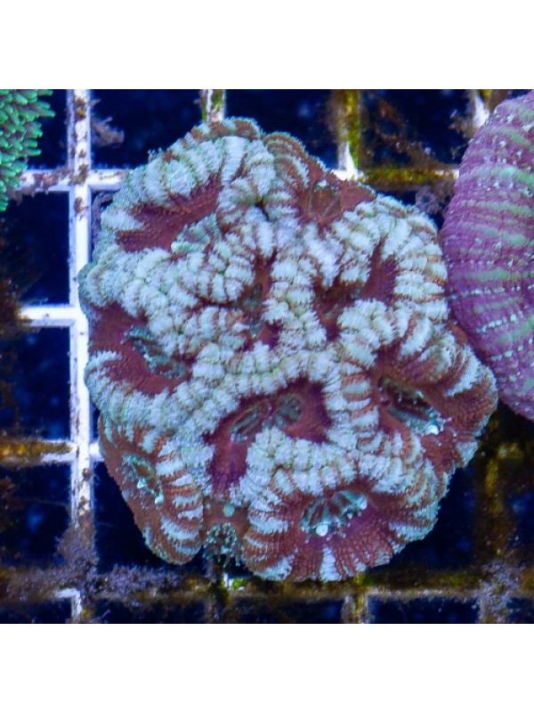 Acanthastrea lordhowensis Акантастрея Лорді