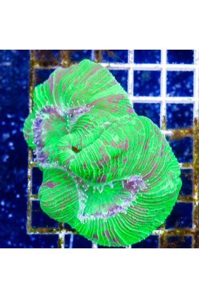 Trachyphyllia geoffroyi Трахифилия