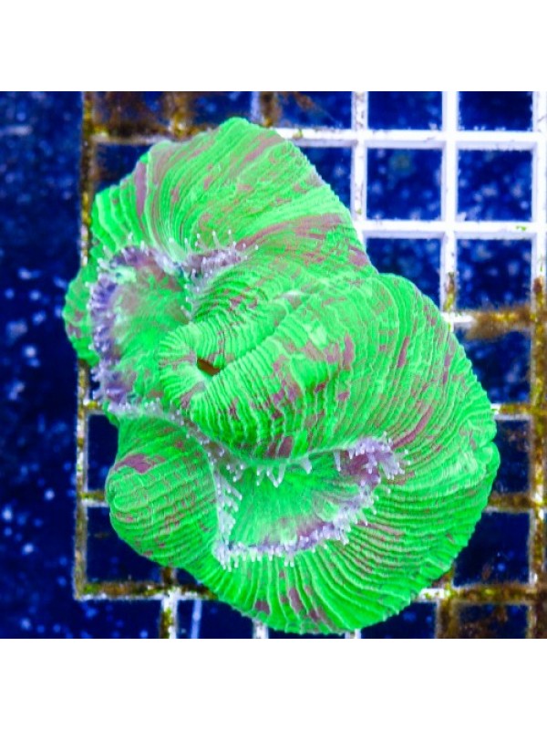 Trachyphyllia geoffroyi Трахифилия