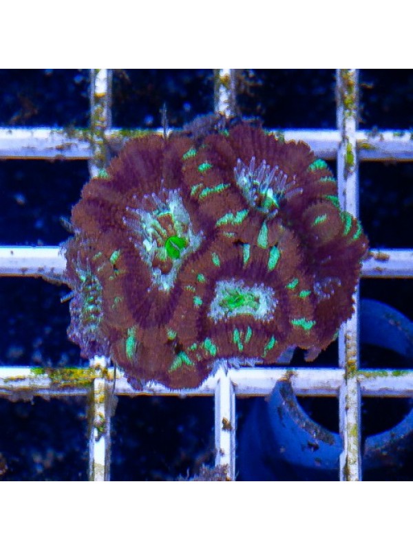 Acanthastrea lordhowensis Акантастрея Лорді