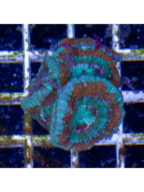 Acanthastrea lordhowensis Акантастрея Лорди