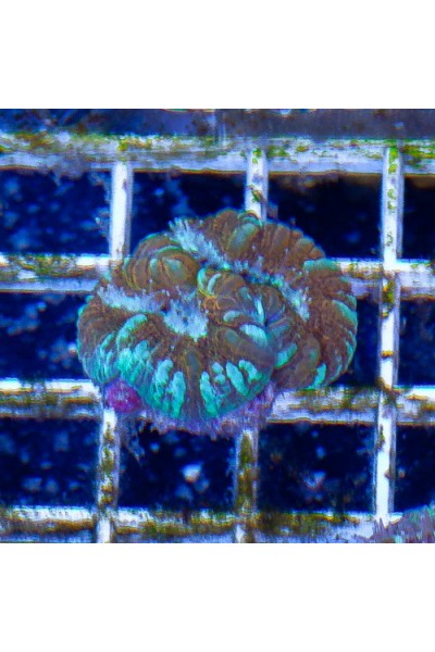 Acanthastrea maxima (Акантастрея максима)