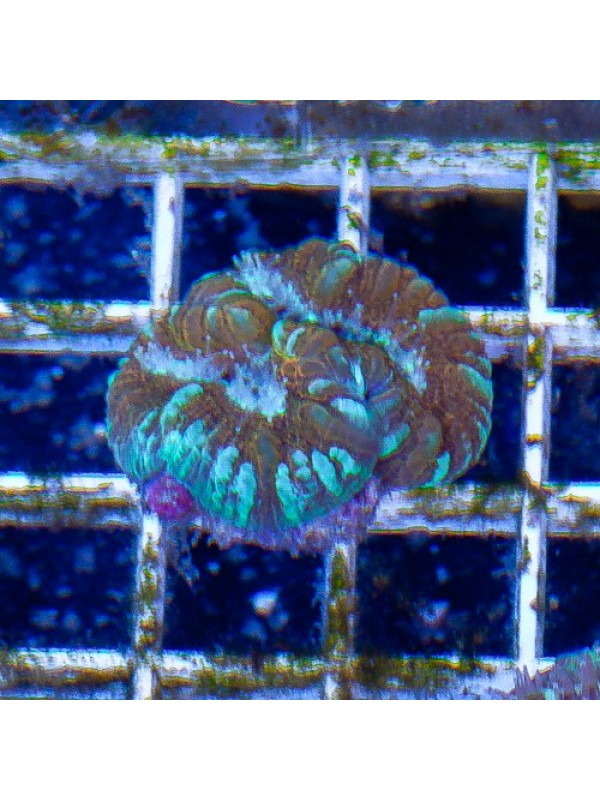 Acanthastrea maxima (Акантастрея максима)