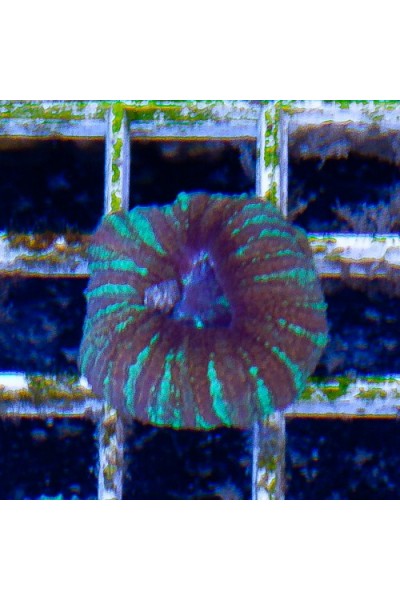 Acanthastrea maxima (Акантастрея максима)