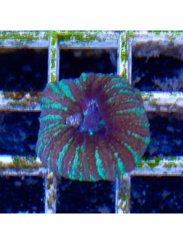 Acanthastrea maxima (Акантастрея максима)