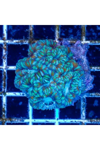 Acanthastrea lordhowensis Акантастрея Лорди