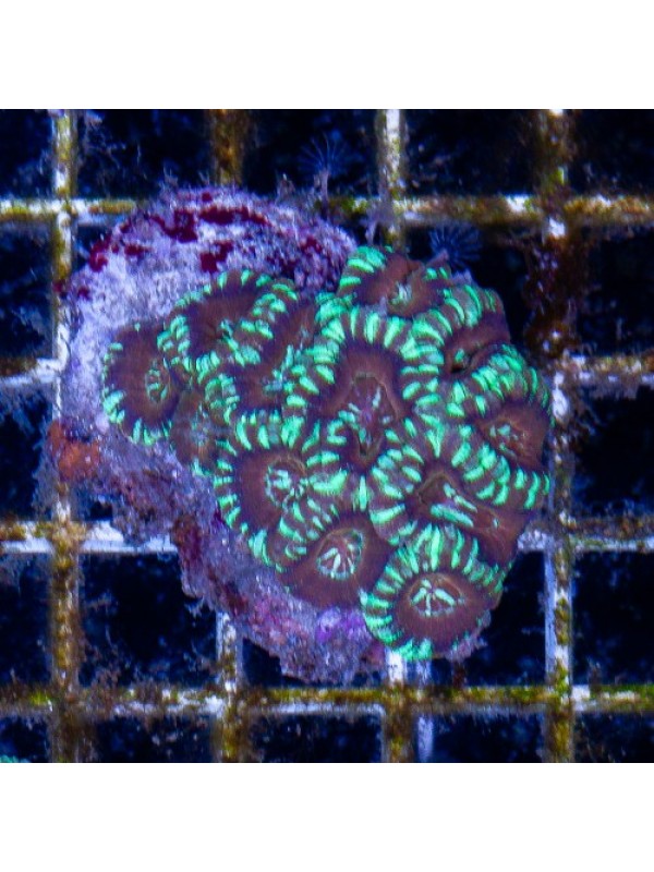 Acanthastrea lordhowensis Акантастрея Лорди